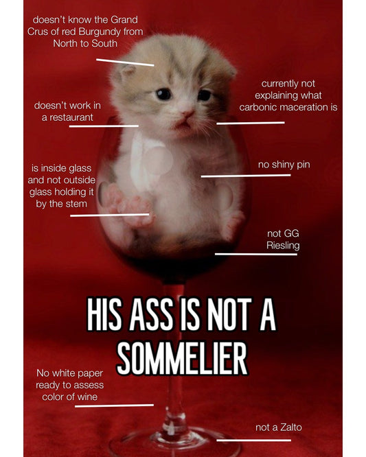 Not A Sommelier Cat Poster